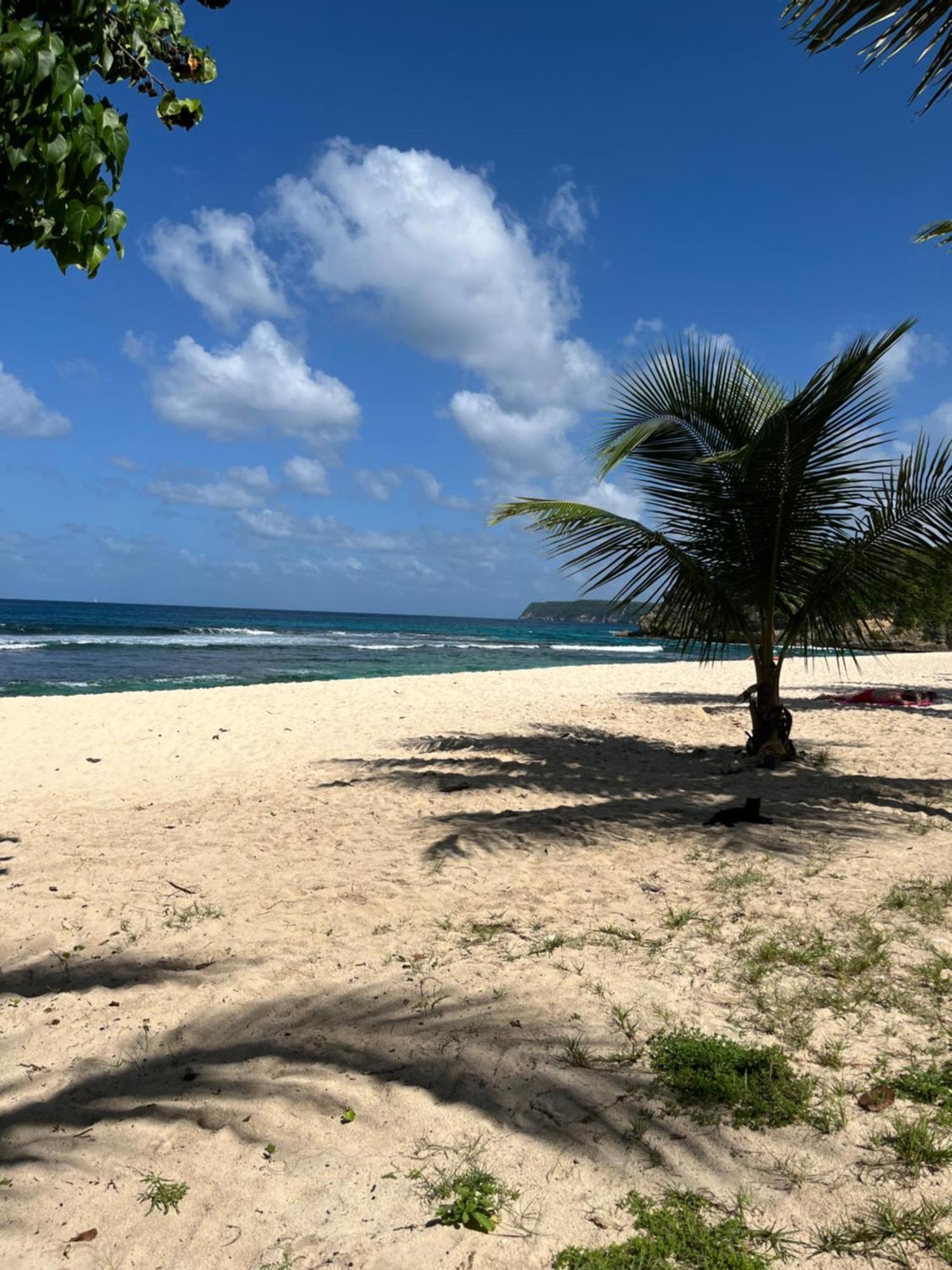 Anse-Bertrand La Residence Du Sportif Bernard מראה חיצוני תמונה